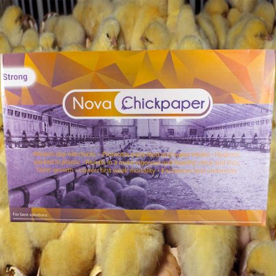 civciv kağıt altlık